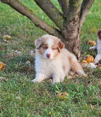 Chiot mâle