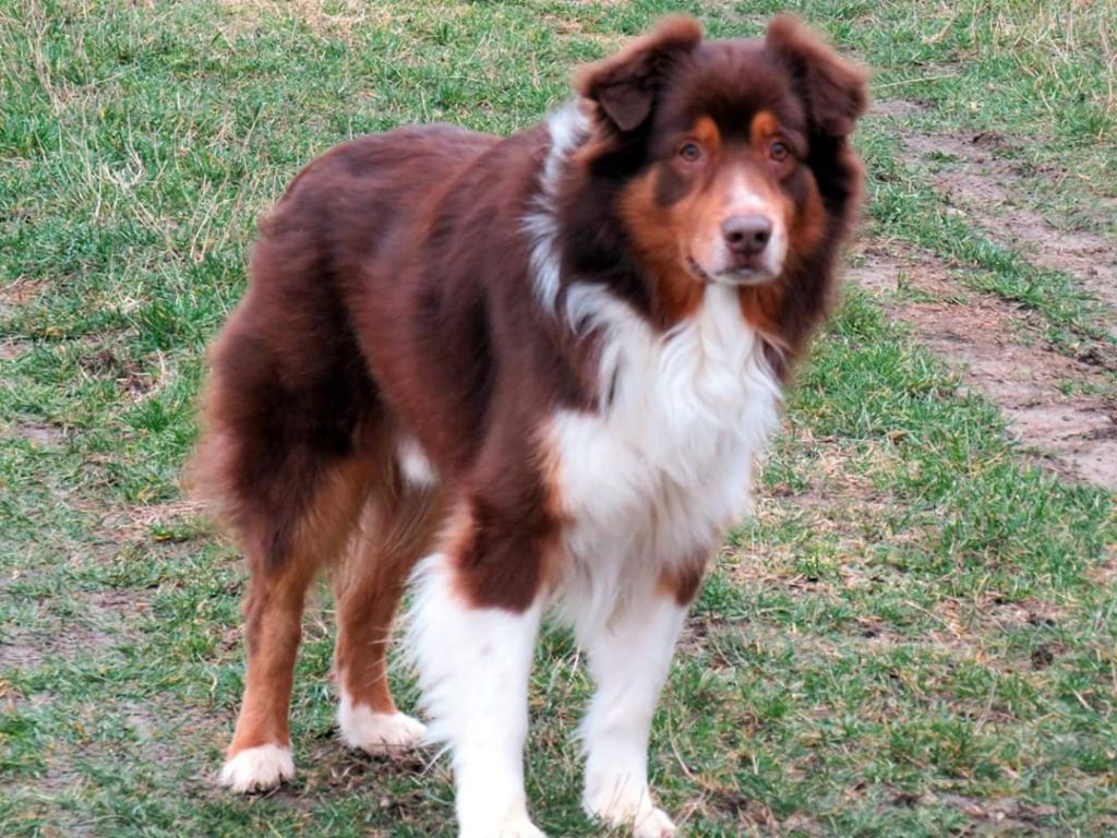 Cherokee des soupirs d'alizée