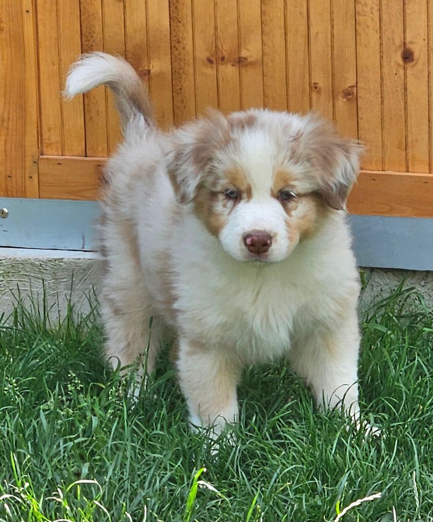 Des Pierres d'Ambre - Chiots disponibles - Berger Australien