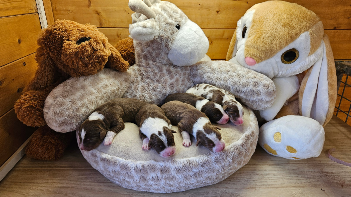 Des Pierres d'Ambre - Berger Australien - Portée née le 01/01/2026