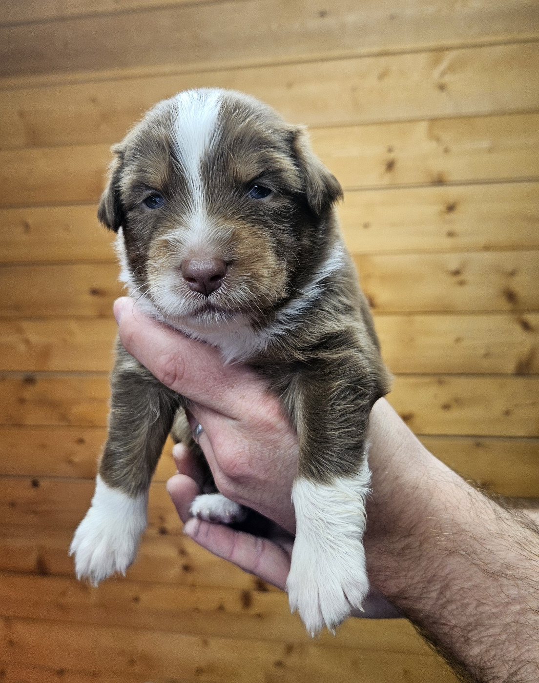 Des Pierres d'Ambre - Chiots disponibles - Berger Australien