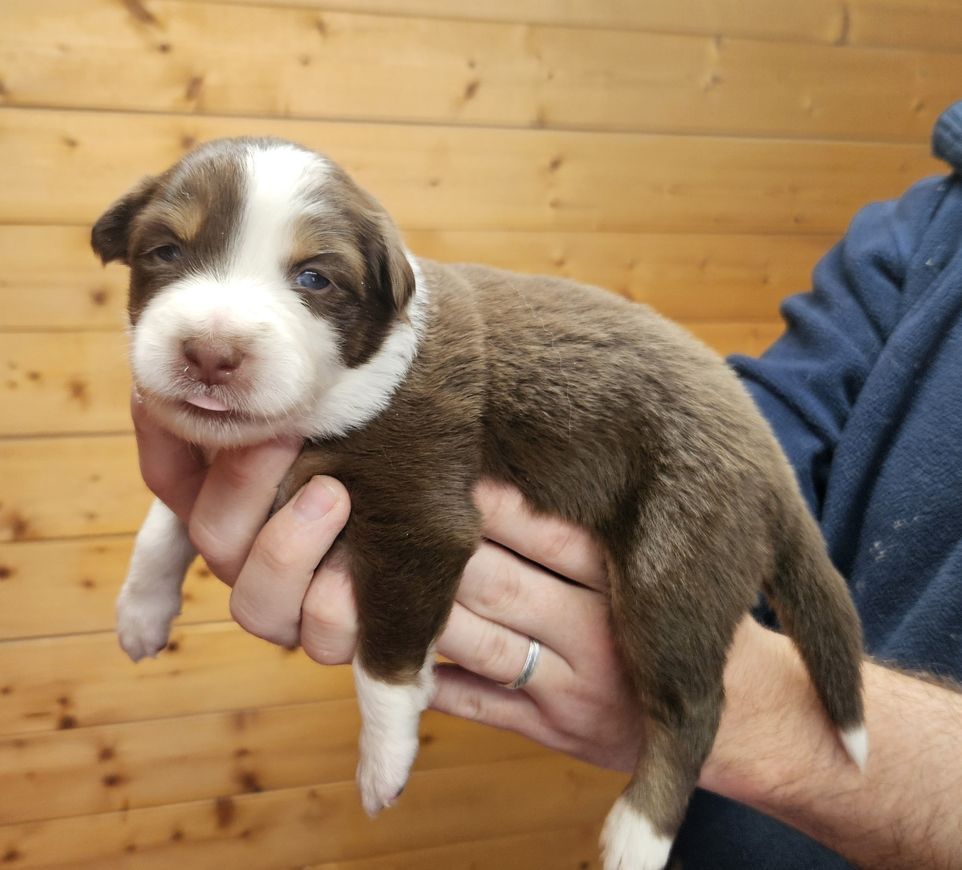 Des Pierres d'Ambre - Chiots disponibles - Berger Australien