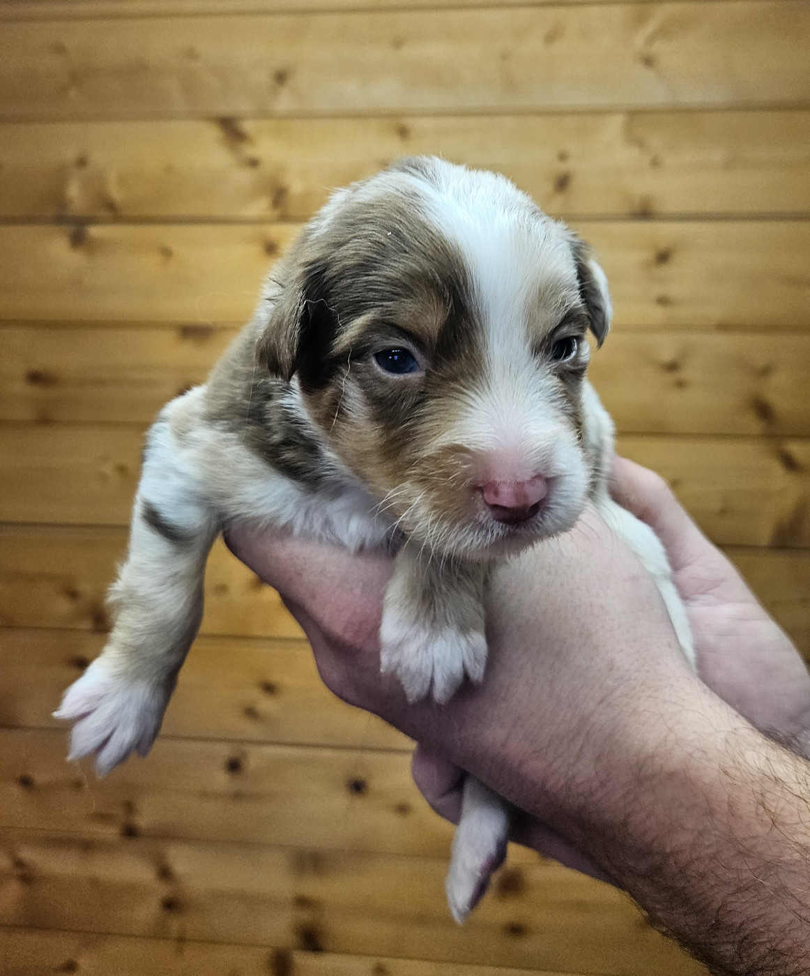 Des Pierres d'Ambre - Chiots disponibles - Berger Australien