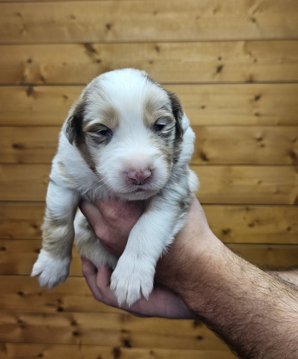 Des Pierres d'Ambre - Chiots disponibles - Berger Australien