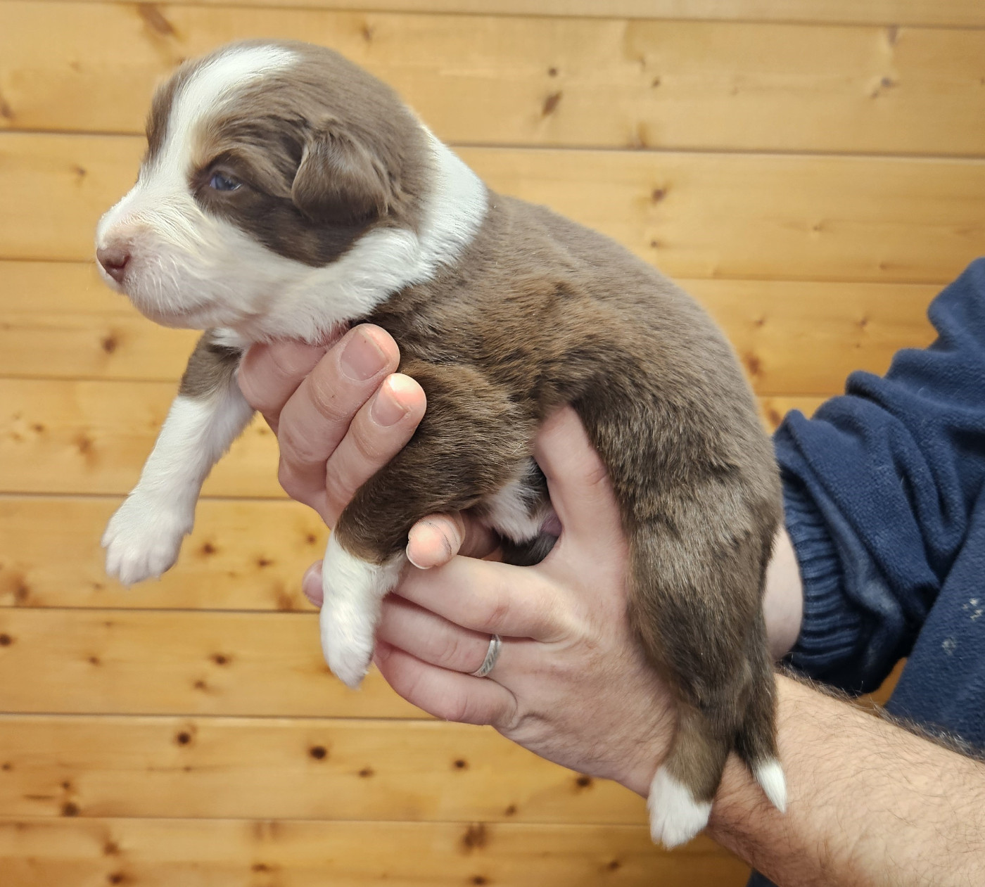 Des Pierres d'Ambre - Chiots disponibles - Berger Australien