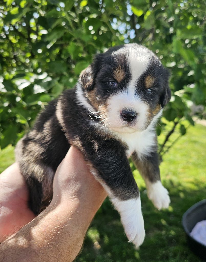 Des Pierres d'Ambre - Chiots disponibles - Berger Australien