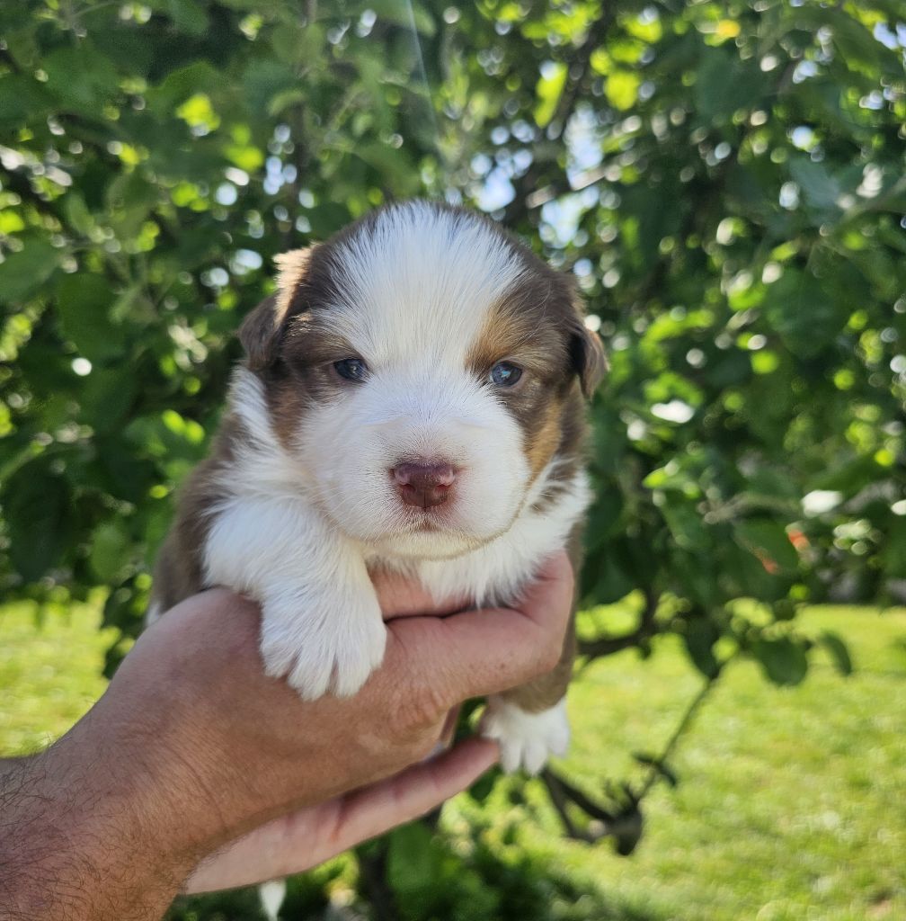 Des Pierres d'Ambre - Chiots disponibles - Berger Australien