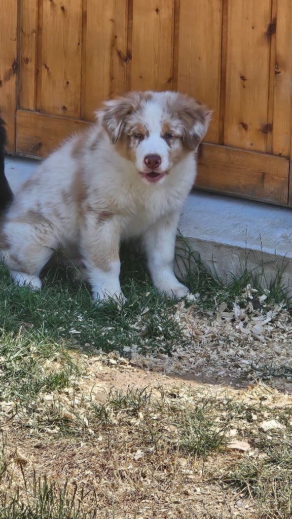 Des Pierres d'Ambre - Chiots disponibles - Berger Australien