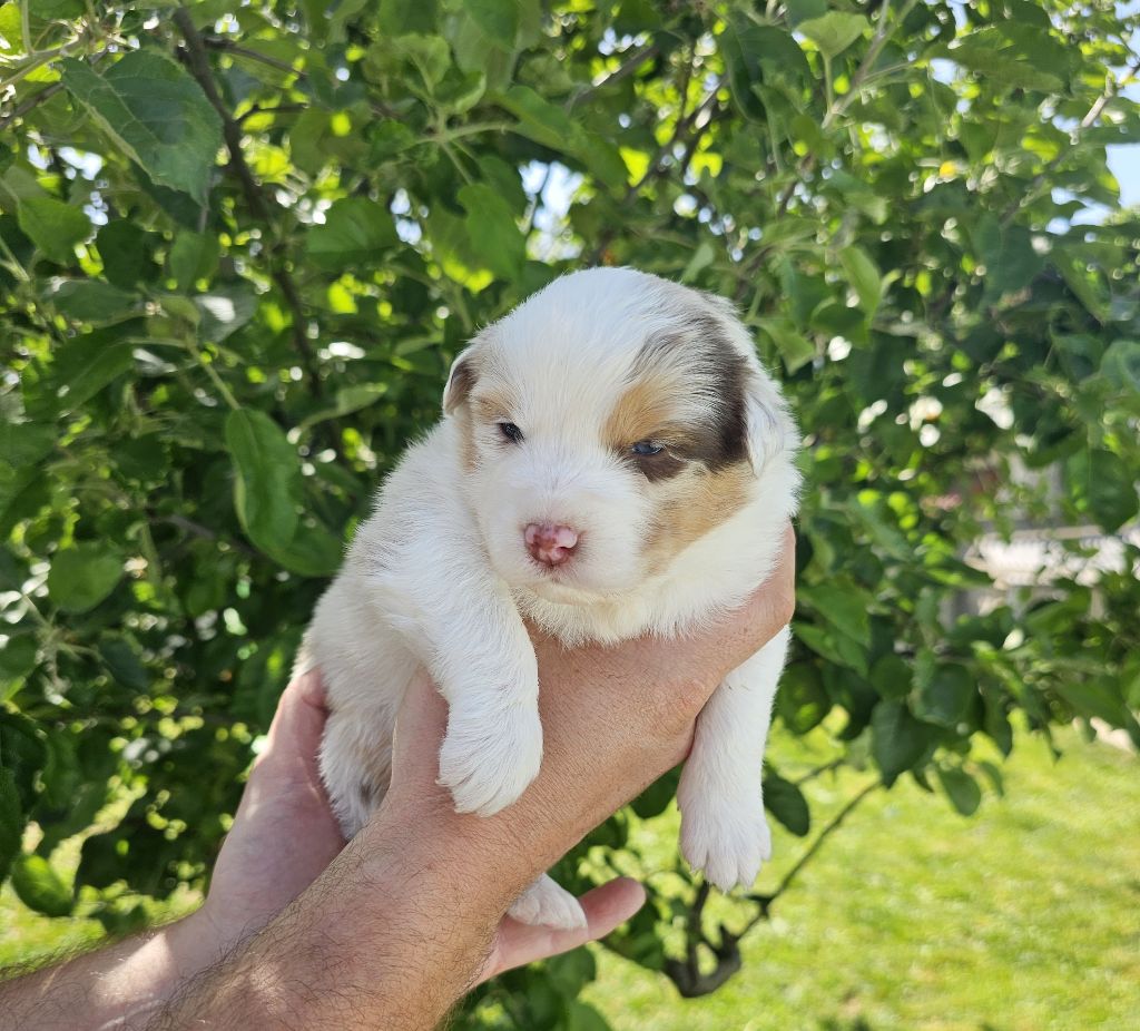 Des Pierres d'Ambre - Chiots disponibles - Berger Australien