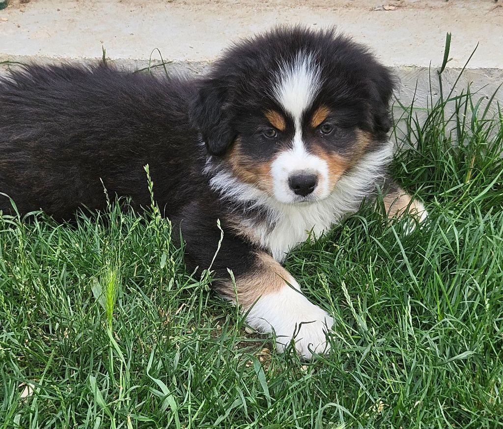 Des Pierres d'Ambre - Chiots disponibles - Berger Australien
