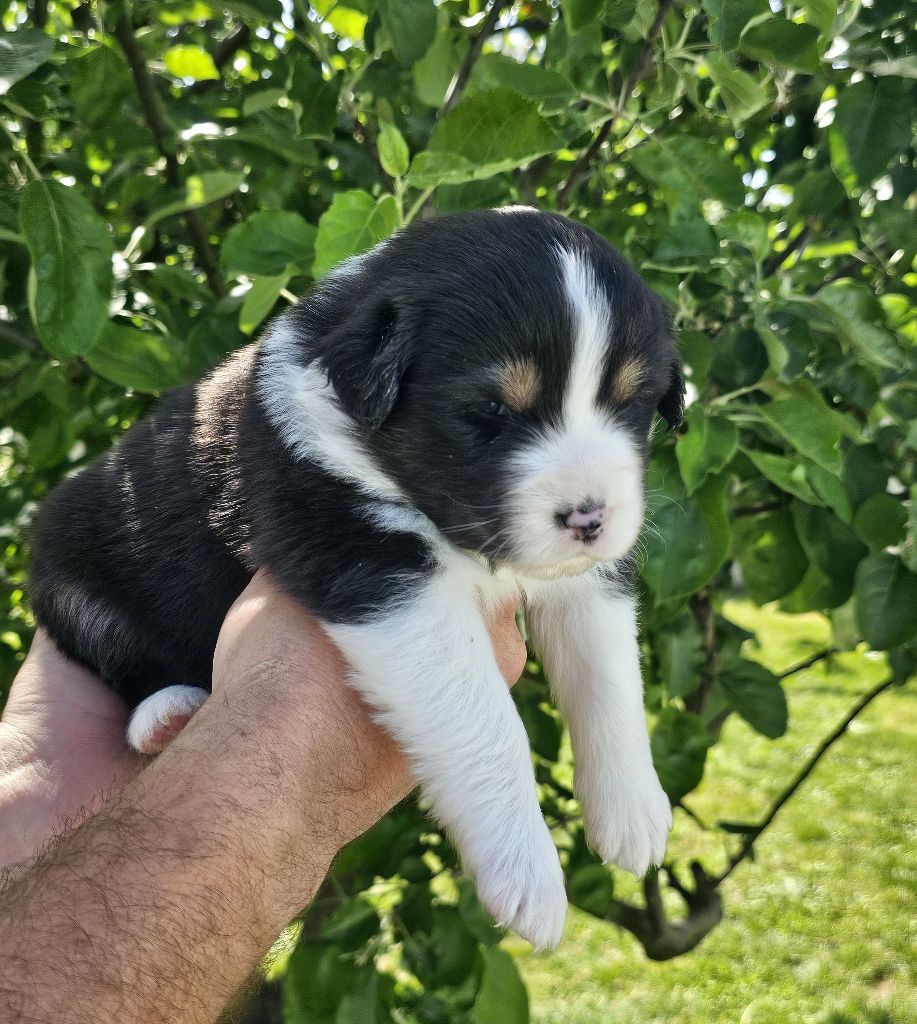 Des Pierres d'Ambre - Chiots disponibles - Berger Australien