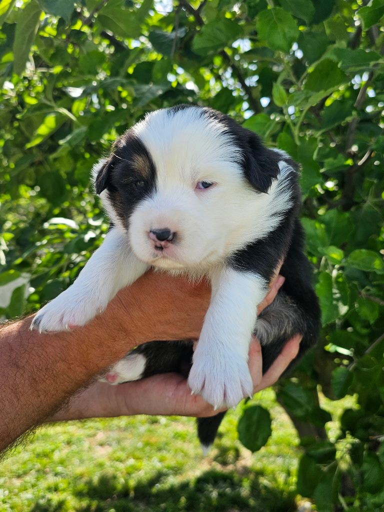 Des Pierres d'Ambre - Chiots disponibles - Berger Australien