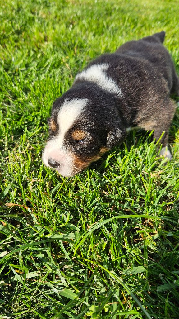 Des Pierres d'Ambre - Chiots disponibles - Berger Australien