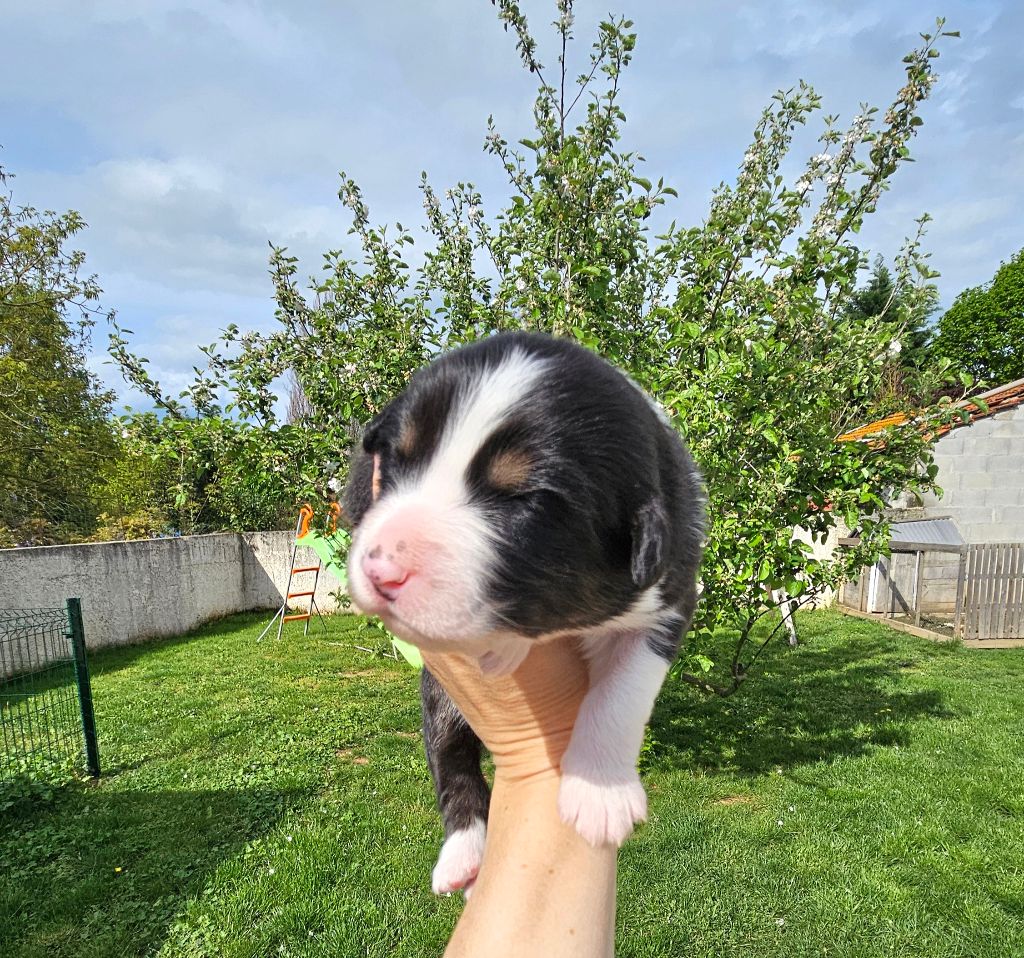 Des Pierres d'Ambre - Chiots disponibles - Berger Australien