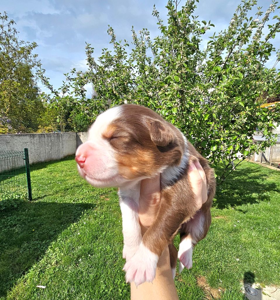 Des Pierres d'Ambre - Chiots disponibles - Berger Australien