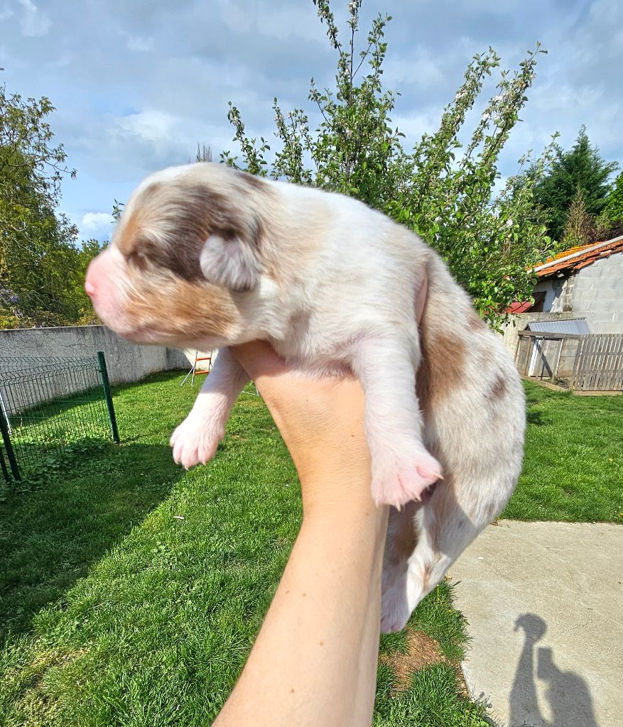 Des Pierres d'Ambre - Chiots disponibles - Berger Australien