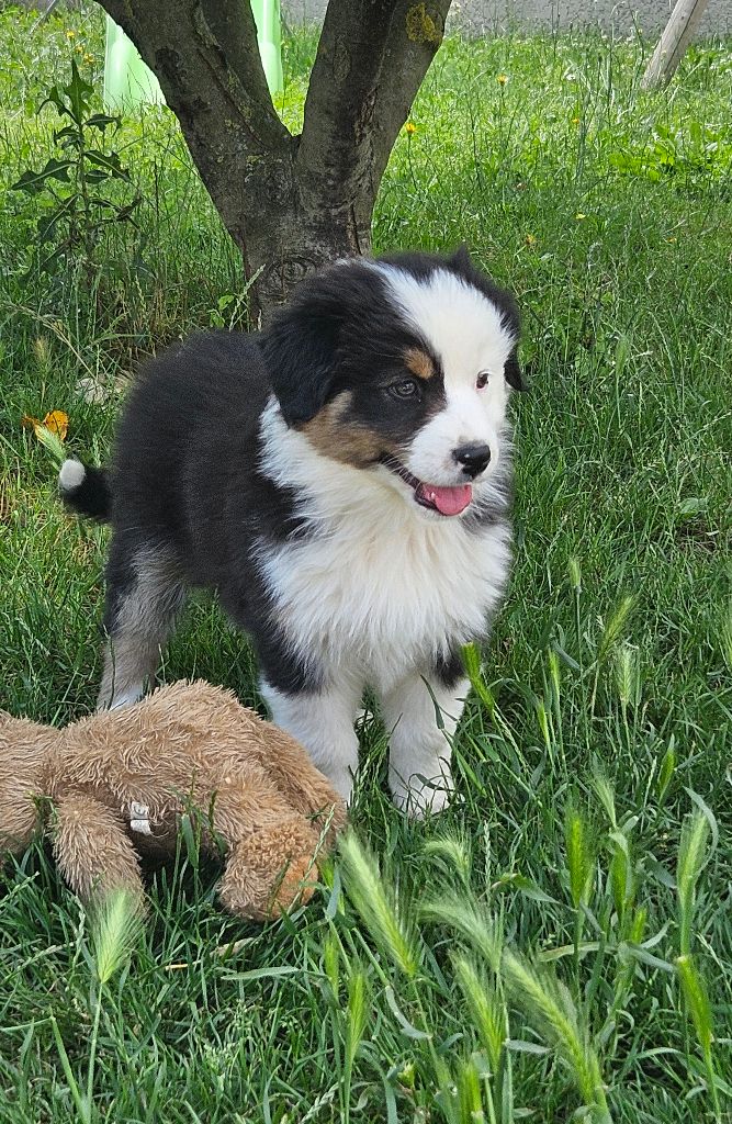 Des Pierres d'Ambre - Chiots disponibles - Berger Australien
