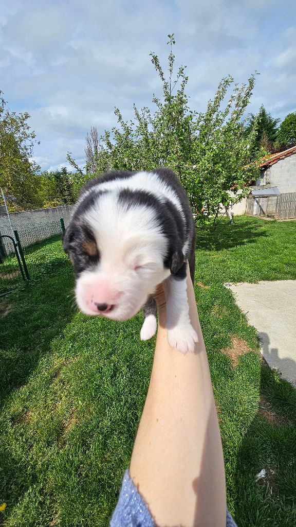 Des Pierres d'Ambre - Chiots disponibles - Berger Australien