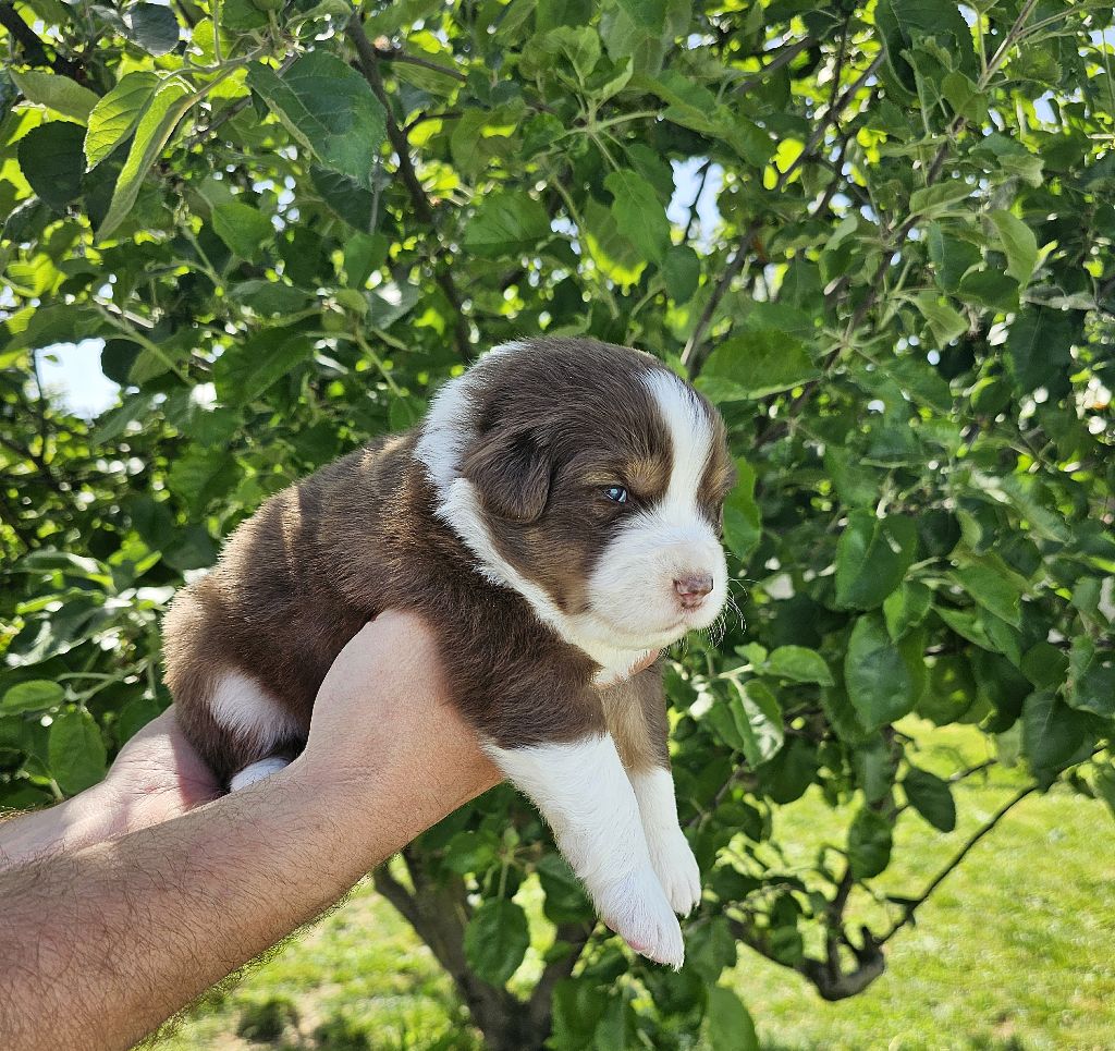 Des Pierres d'Ambre - Chiots disponibles - Berger Australien