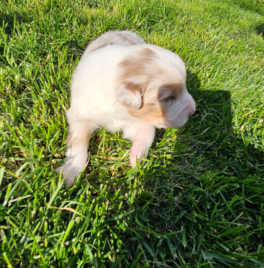 Des Pierres d'Ambre - Chiots disponibles - Berger Australien