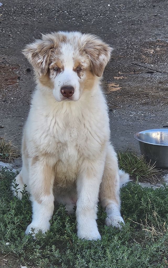 Des Pierres d'Ambre - Chiots disponibles - Berger Australien