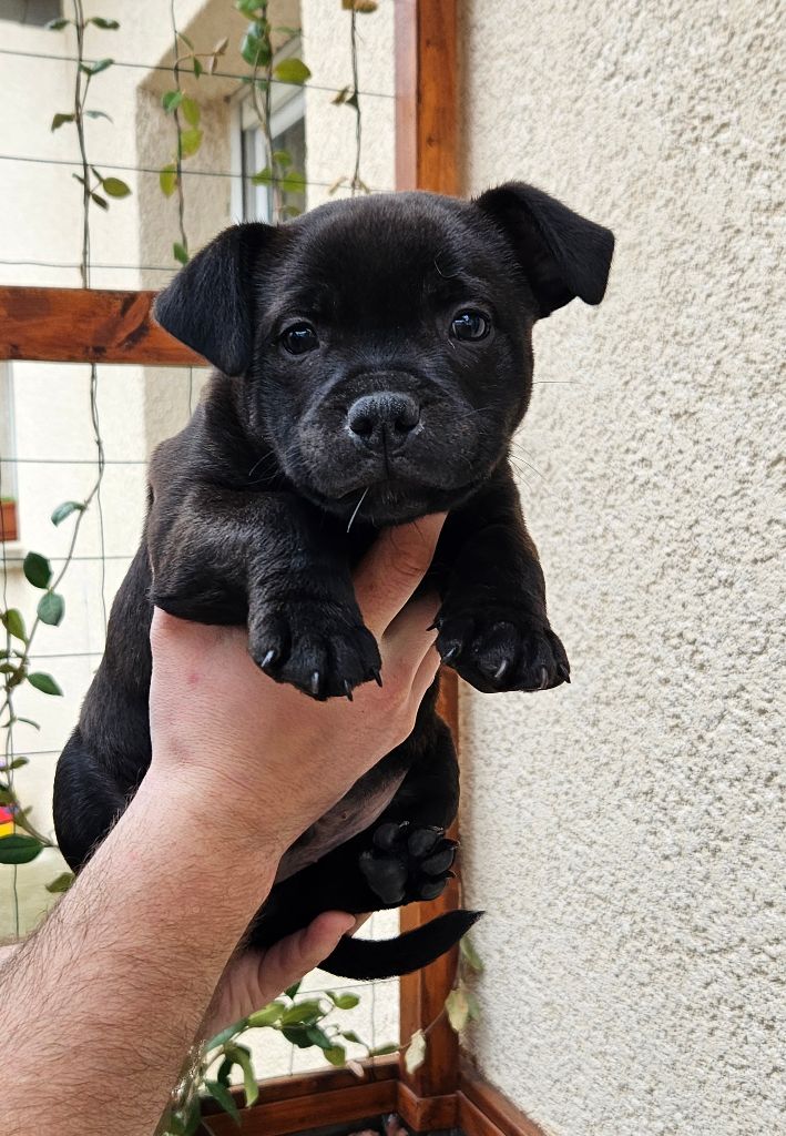 Des Pierres d'Ambre - Chiots disponibles - Staffordshire Bull Terrier