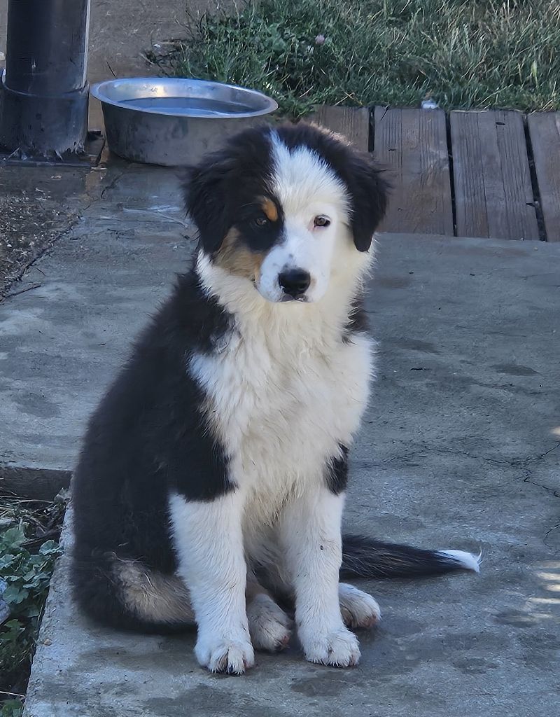 Des Pierres d'Ambre - Chiots disponibles - Berger Australien