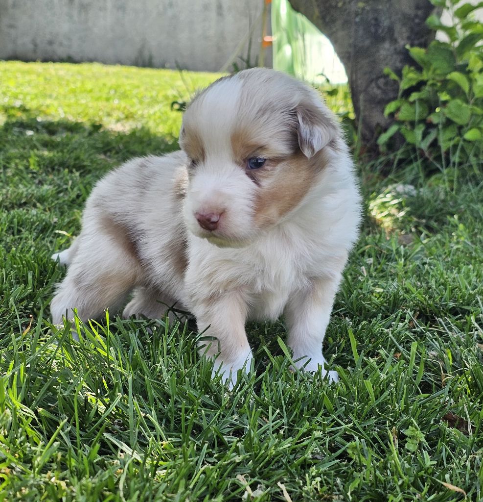 Des Pierres d'Ambre - Chiots disponibles - Berger Australien