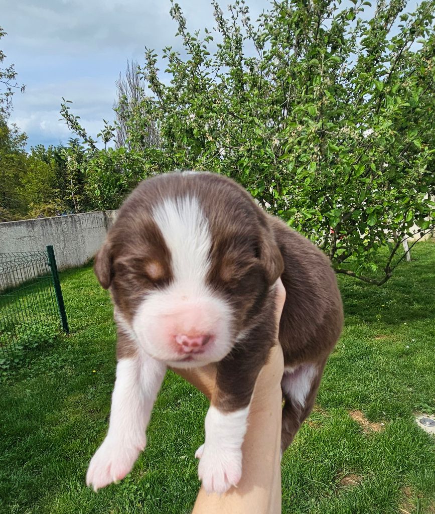Des Pierres d'Ambre - Chiots disponibles - Berger Australien