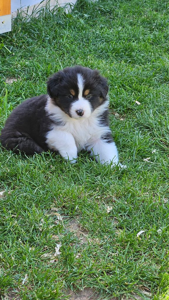 Des Pierres d'Ambre - Chiots disponibles - Berger Australien